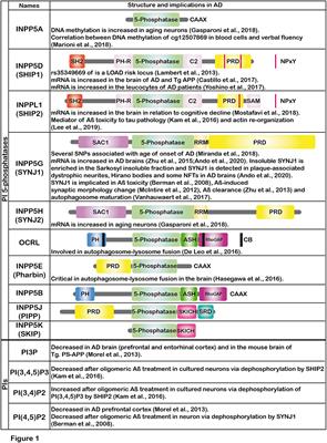 Dysregulation of Phosphoinositide 5-Phosphatases and Phosphoinositides in Alzheimer's Disease